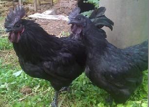 中国黑凤鸡:鸡苗白痢的症状及防治方法 中国黑凤鸡:鸡苗白痢的症状及防治方法