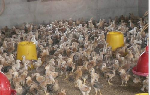 广西鸡苗山地果园养鸡的优势 广西鸡苗山地果园养鸡的优势