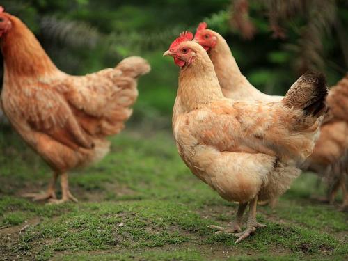 福建鸡苗:土鸡养殖要注意放养密度 福建鸡苗:土鸡养殖要注意放养密度