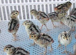 七彩鸡苗:养鸡时如何挑选好鸡苗? 七彩鸡苗:养鸡时如何挑选好鸡苗?