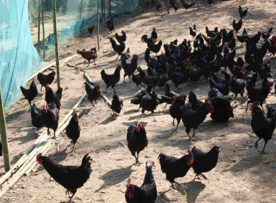 石鼓鸡苗孵化场 石鼓鸡苗孵化场