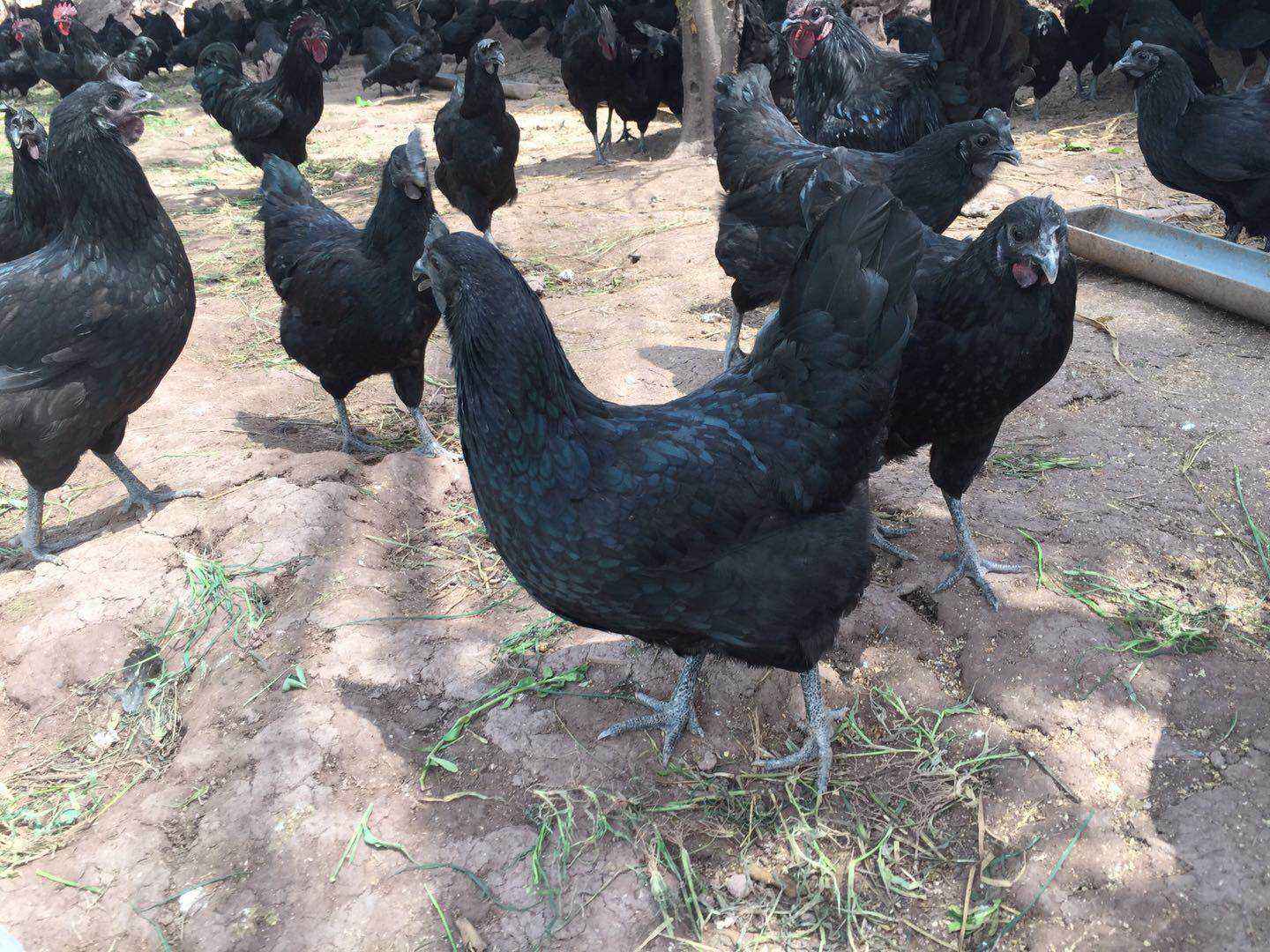 五黑鸡蛋鸡价格 五黑鸡蛋鸡价格