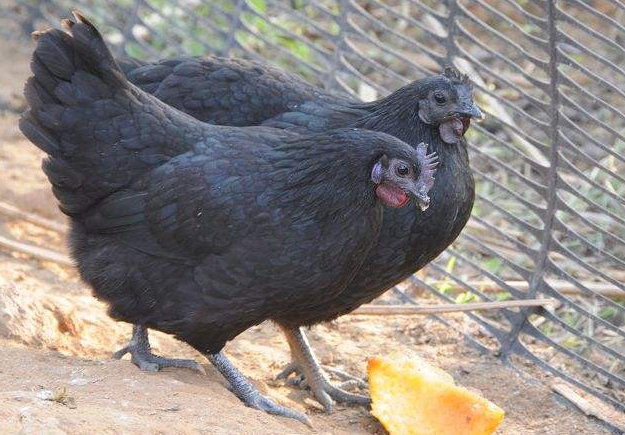 黑鸡苗批发 黑鸡苗批发