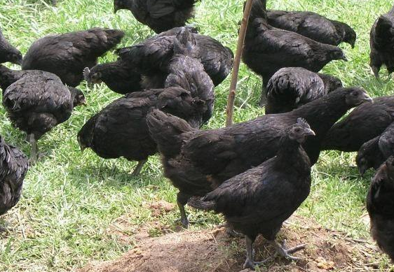 黑鸡苗价格走势如何需要注意哪些方面问题? 黑鸡苗价格走势如何需要注意哪些方面问题?