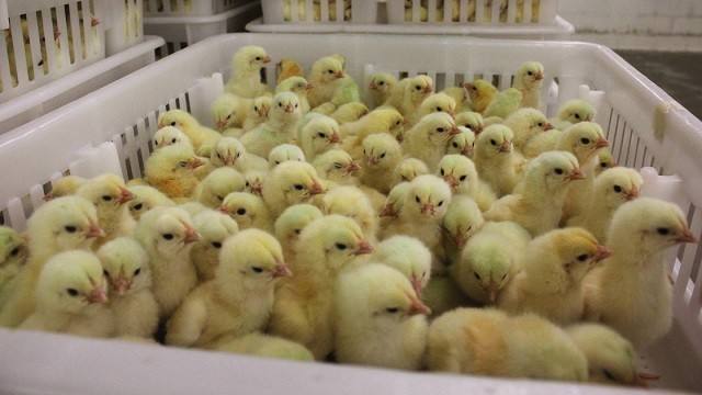 如何能够让鸡饲料成本降低价格