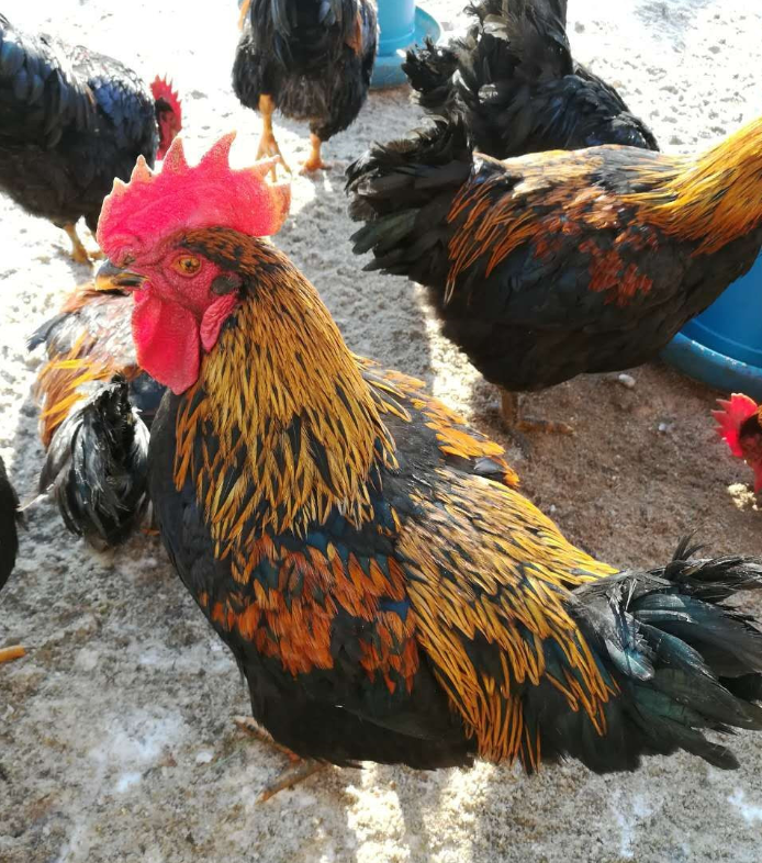 中山鸡苗-在选购鸡苗的注意哪些事项