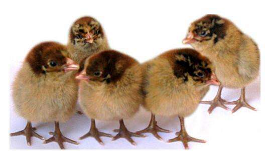 阳春鸡苗-鸡苗应该如何选择更好的