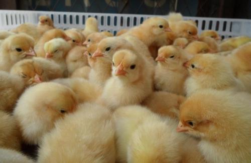 怎么样挑选好的麻鸡苗