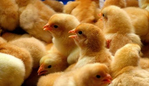 化州南盛鸡苗-如何正确饲养好鸡苗