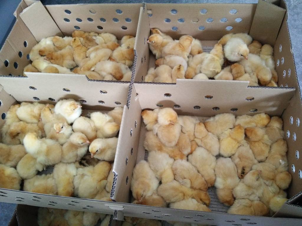 鸡苗应该注意的问题