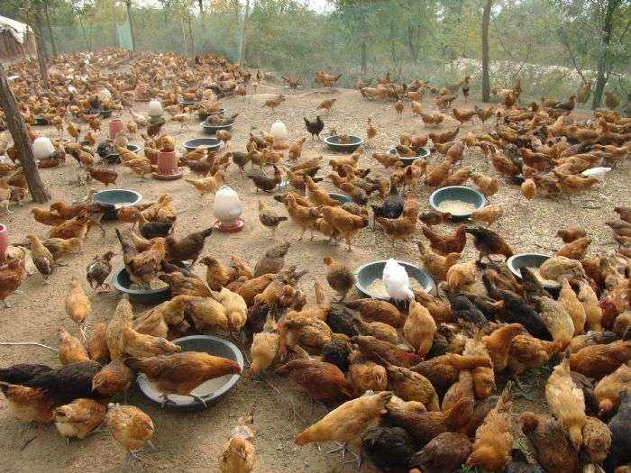 如何才能挑选更加优良稳定的鸡苗