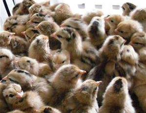 快大麻鸡苗使用维生素需要注意些什么