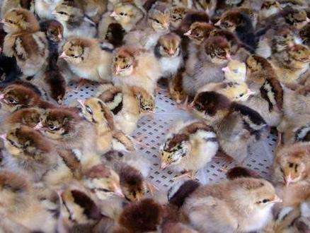 麻鸡苗：想蛋鸡的标准介绍