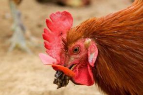 鸡冠廯的症状及防治措施介绍