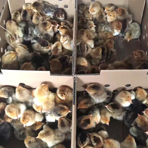  快大麻鸡苗价格