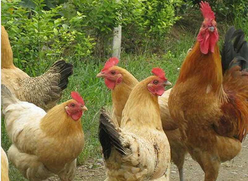 多长时间的鸡苗能放养