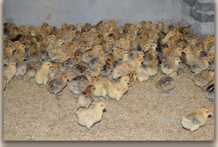 鸡苗又叫雏鸡。以时间范围来区划，0天-50天为雏鸡。刚出壳的雏鸡身体有充足的卵黄，3―5日内可供求平衡雏鸡一部分营养元素，