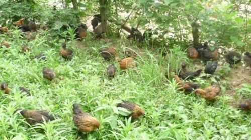 散养鸡技术之雏鸡的饲料的挑选及注意事项