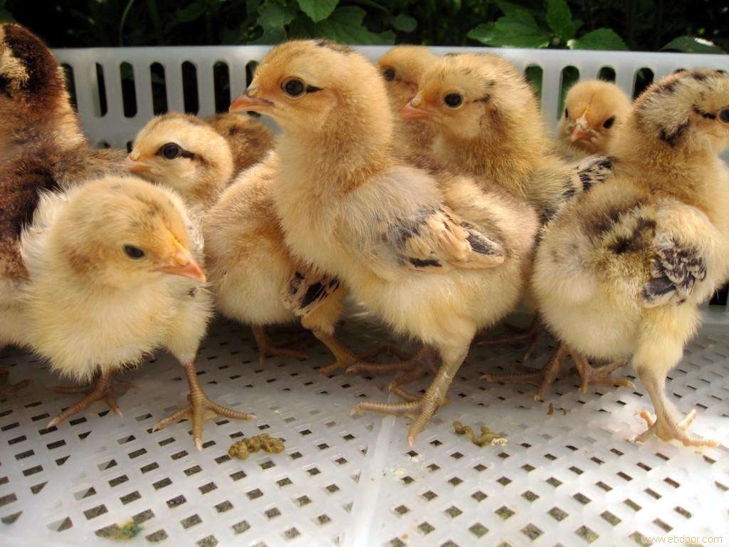 2020年影响鸡苗行情的要素