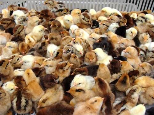 鸡群使用维生素需要注意些什么