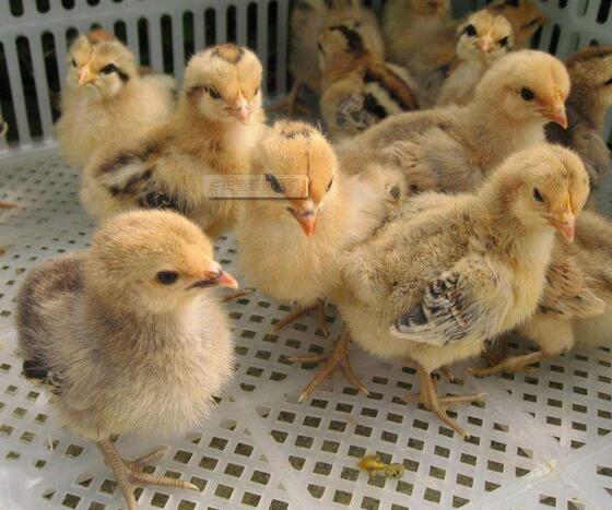 苗鸡价格,为什么现在养鸡赚钱越来越难了