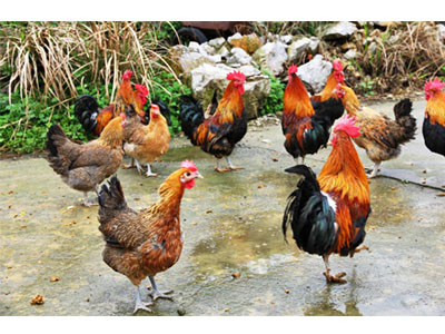 高州鸡苗批发厂家