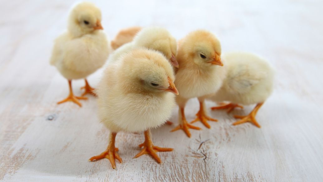 土鸡苗柴鸡苗鉴别雌雄的方法讲解