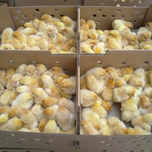 鸡苗饲养如何提高成活率？