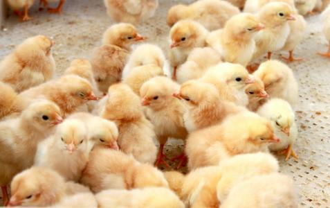 香鸡苗：如何降低雏鸡死亡率？