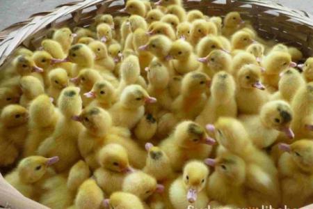 青脚麻鸡苗：鸭场选址注册哪里些问题