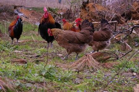 黑鸡苗:养鸡场建立要注意什么？