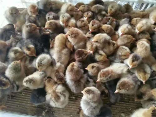 鸡苗养殖:如何选择好的广东鸡苗