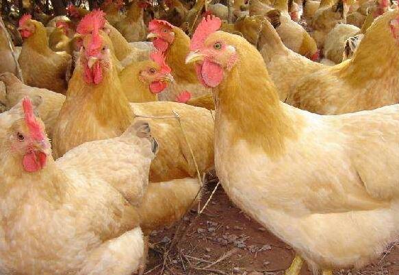 脱温鸡苗:土鸡苗发展前景可观