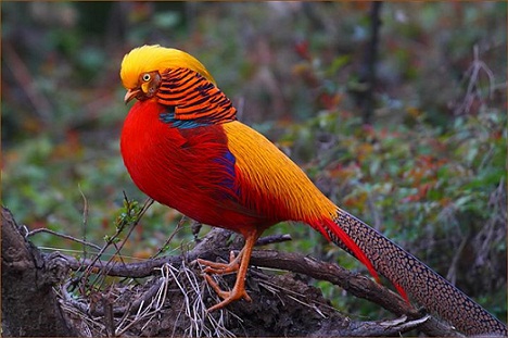 鸡苗打疫苗:养殖红腹锦鸡注意防治轮状病毒？