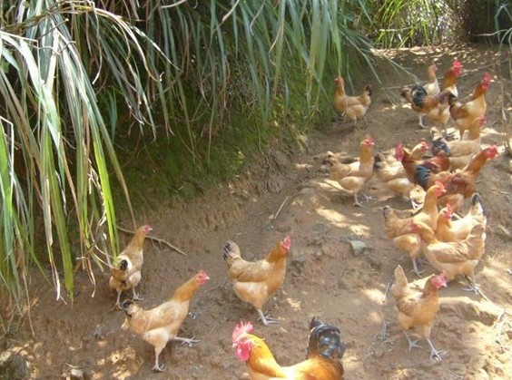 鸡苗疫苗:散养鸡球虫病的临床症状