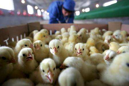 鸡苗的成本如何计算？