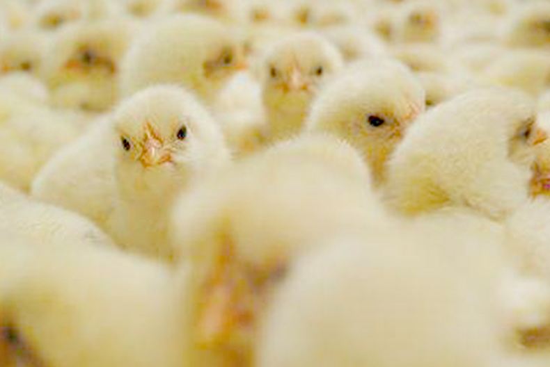 鸡苗的成本如何计算？