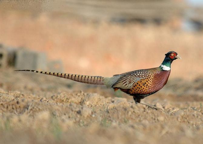 七彩山鸡蛋的营养价值有哪些