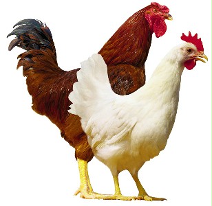 影响鸡苗存活率的外在因素有哪些？