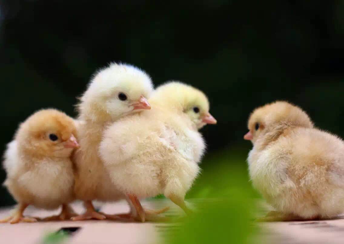 青年笨鸡苗养殖的两大用户关注的问题