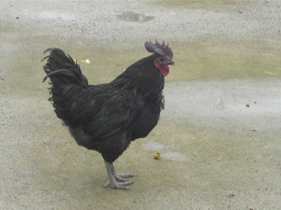 绿壳蛋鸡告诉您绿壳蛋鸡的品种有哪些？