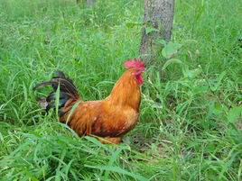 大蒜鸡呼吸道疾病的原因及防治