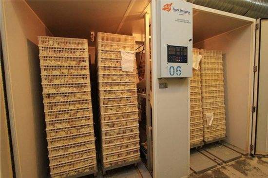 鸡苗的孵化方法和需要注意的地方