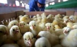 简单介绍南盛鸡苗养殖管理技术要点