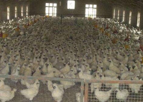 乌骨鸡苗批发简述一下乌骨鸡品种的特征