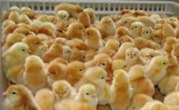 影响鸡苗市场稳定性的因素有哪些