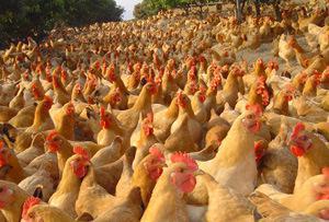 三黄鸡多少钱一斤？三黄鸡一只大约多少钱？