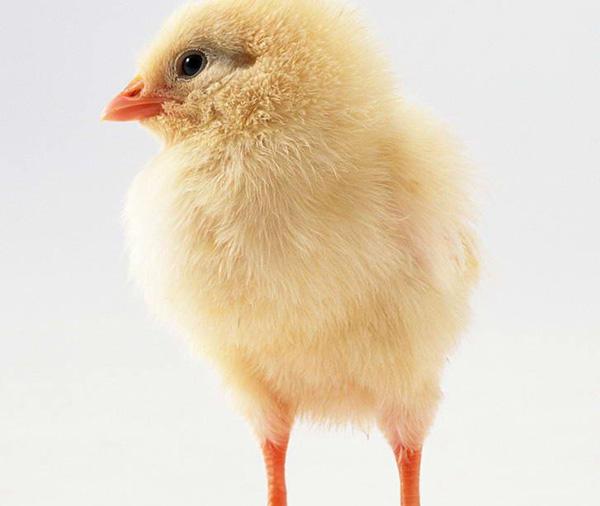 脱温鸡苗价格是否有望3月份回升