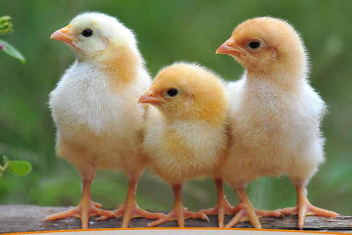 鸡苗容易出现腹泻原因有哪些