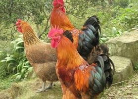  禽场为什么不宜混养